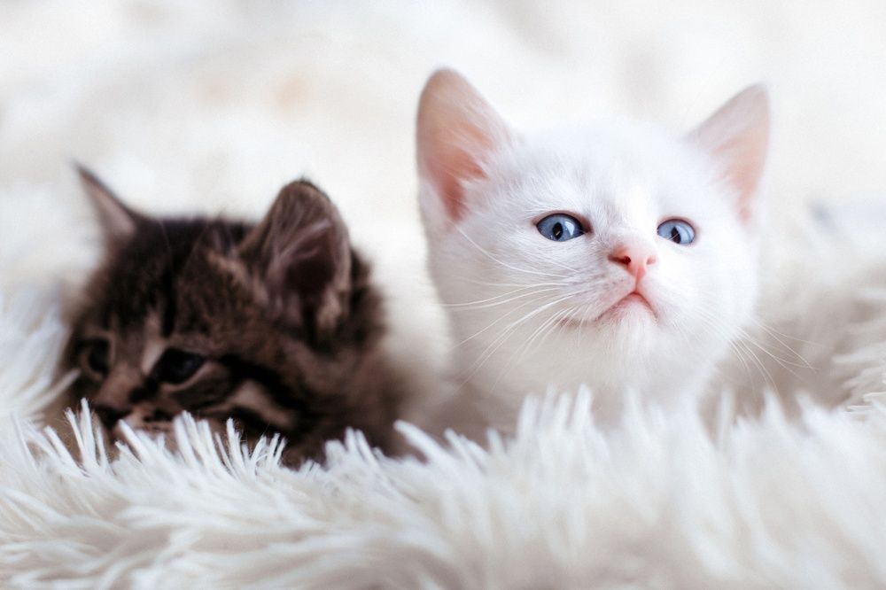 Photograph by Анастасия Голубева