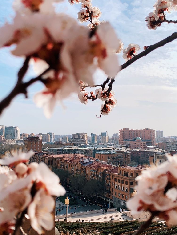 Цветущий абрикос