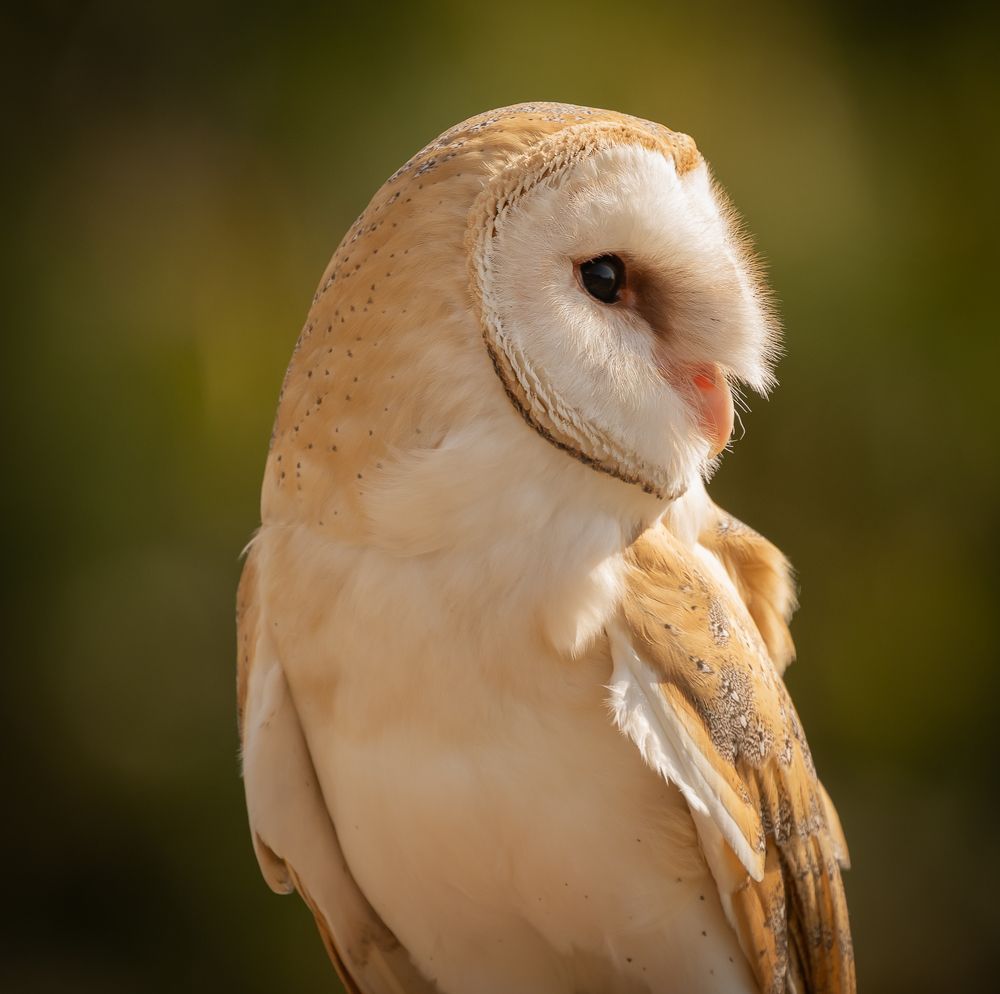 Photograph by Максимова Дария