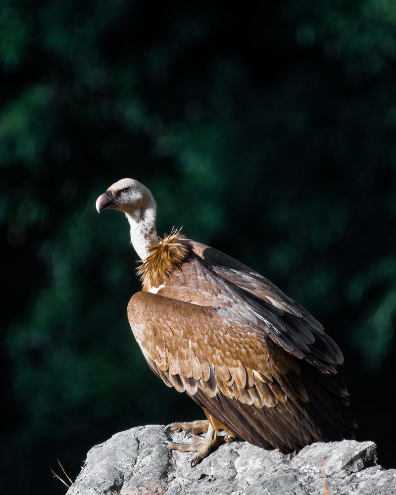 Photograph by Bidyut Saikia