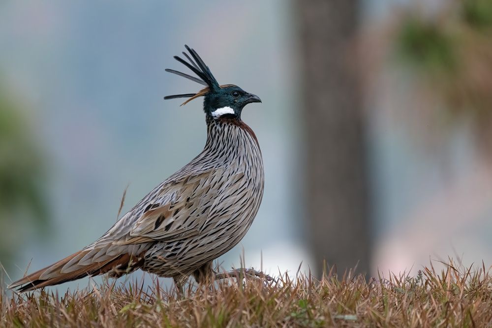 Photograph by Bidyut Saikia