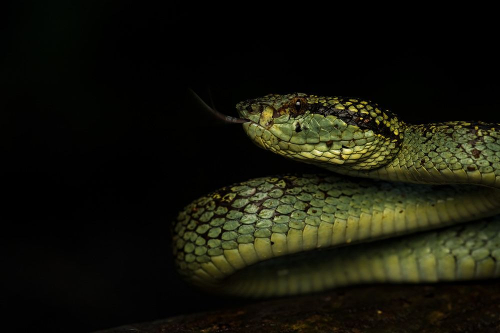 Photograph by Bidyut Saikia