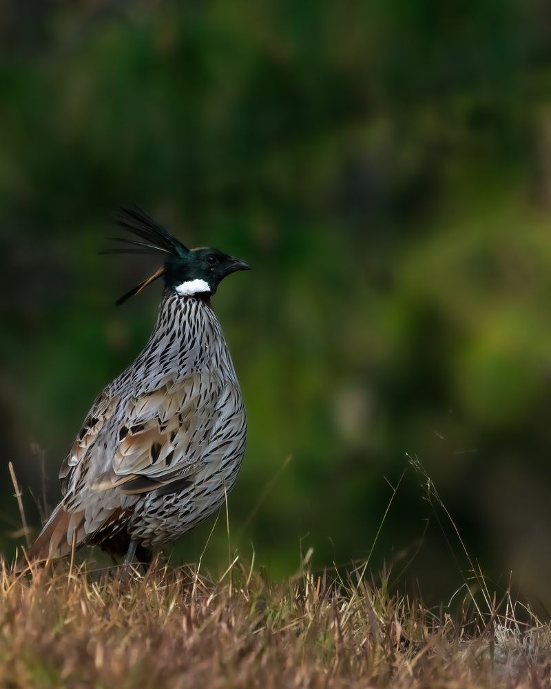 Photograph by Bidyut Saikia