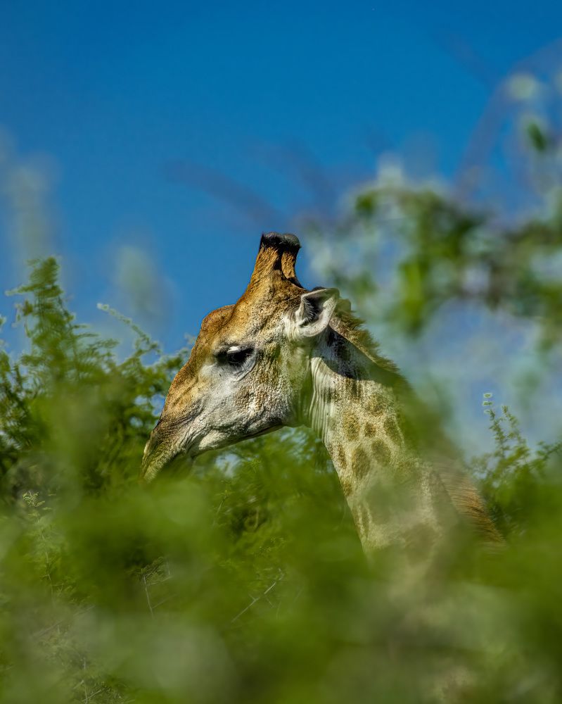 Photograph by Bidyut Saikia