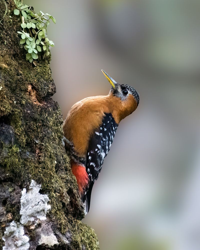 Photograph by Bidyut Saikia