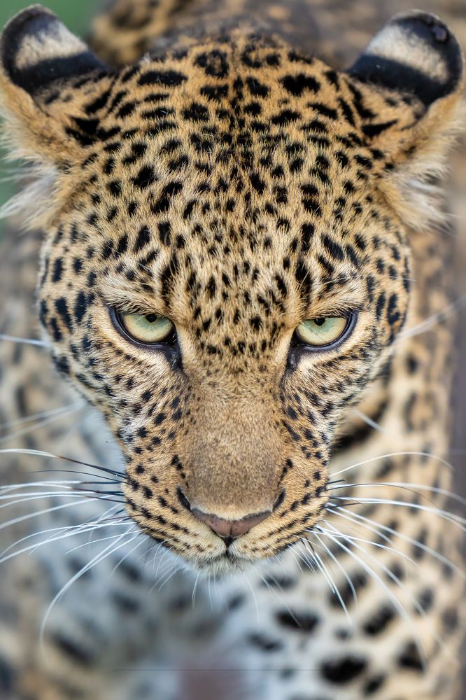 Photograph by Hari Kumar