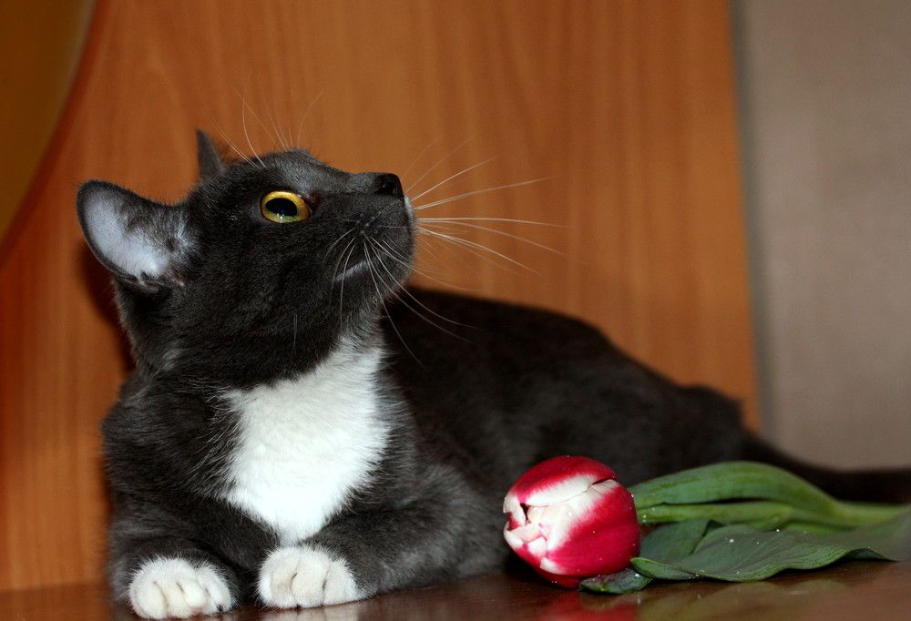 Фотография автора Nelya  Lysenko