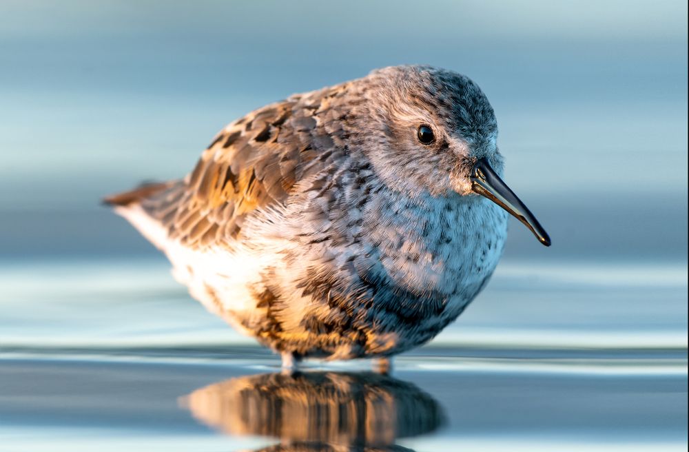 Photograph by Александр Перегудов