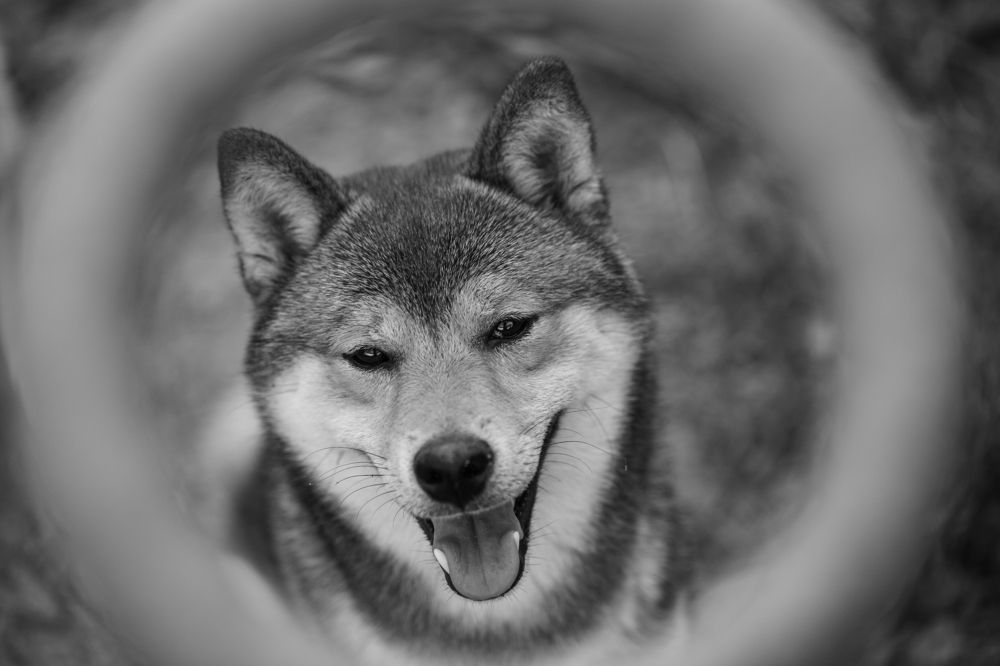 Собака-улыбака