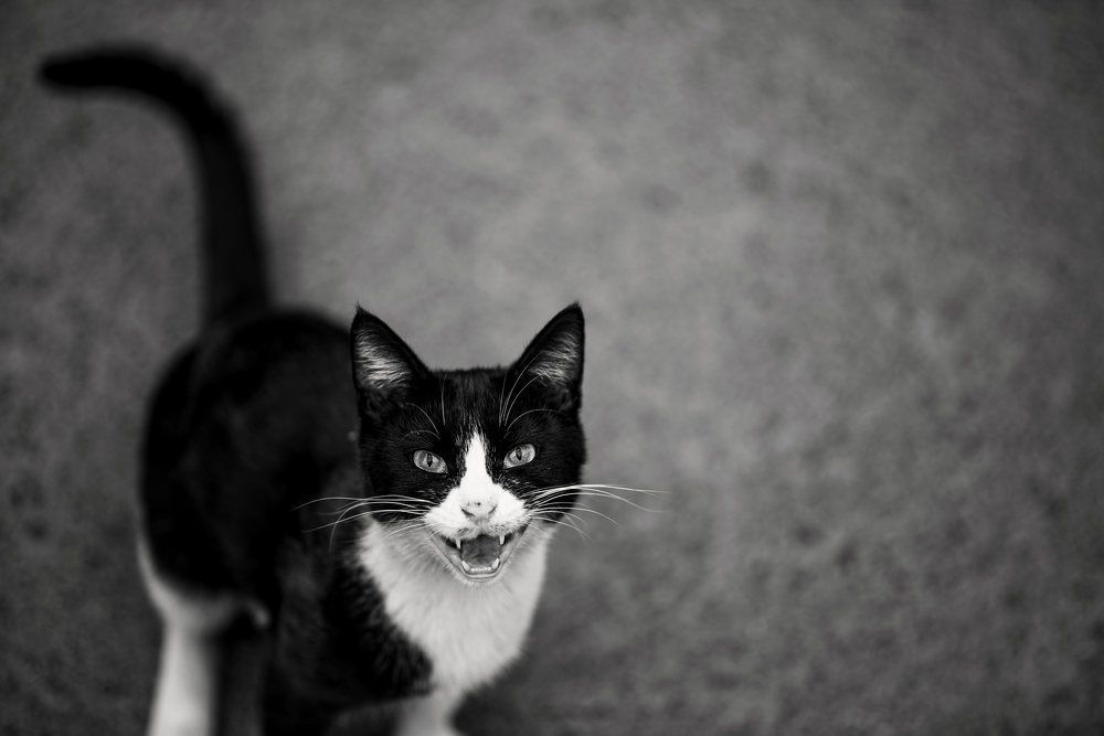 Photograph by Iman Barin