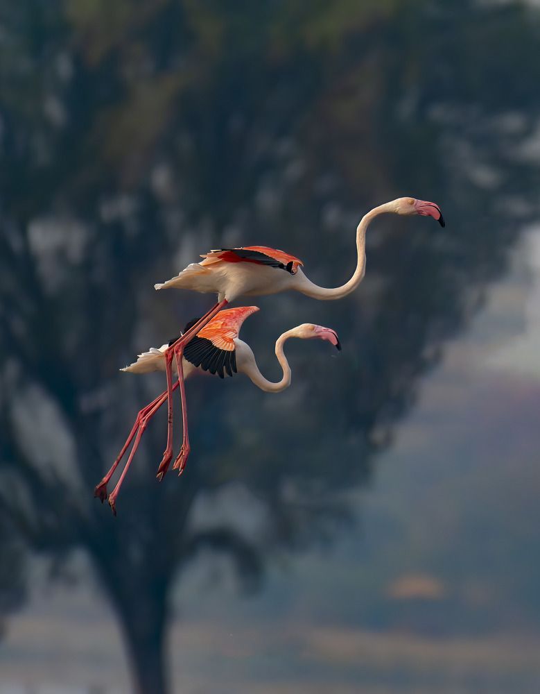 Photograph by Santanu Chatterjee