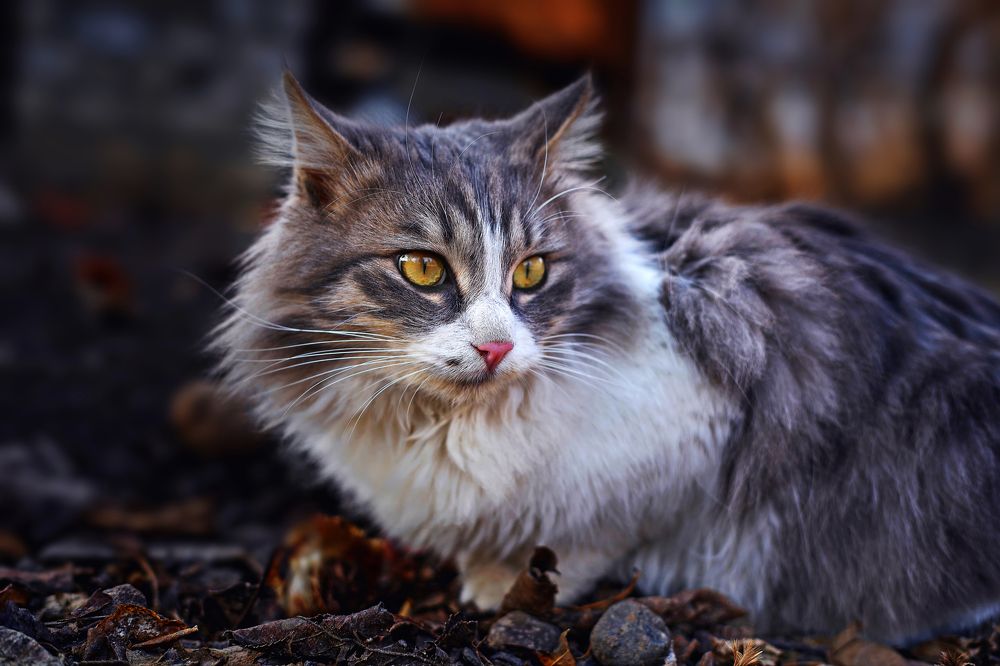 Photograph by Daşdəmir Məmmədov