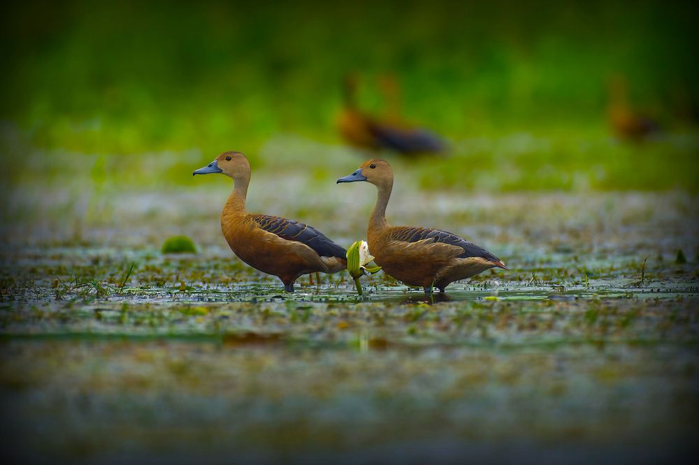 Photograph by Santanu Chatterjee