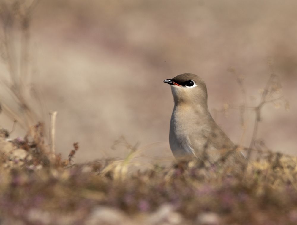 Фотография автора Bhavik Parekh