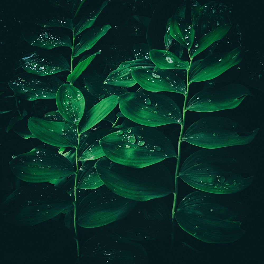 Photograph by Михаил Копанс