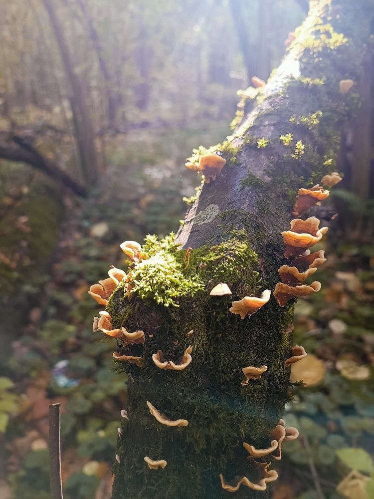 Photograph by Ирина Полунина