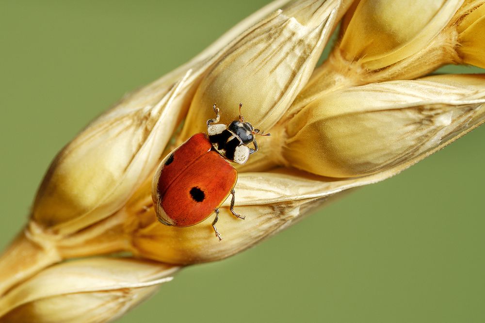 Фотография автора ЯR Ольга
