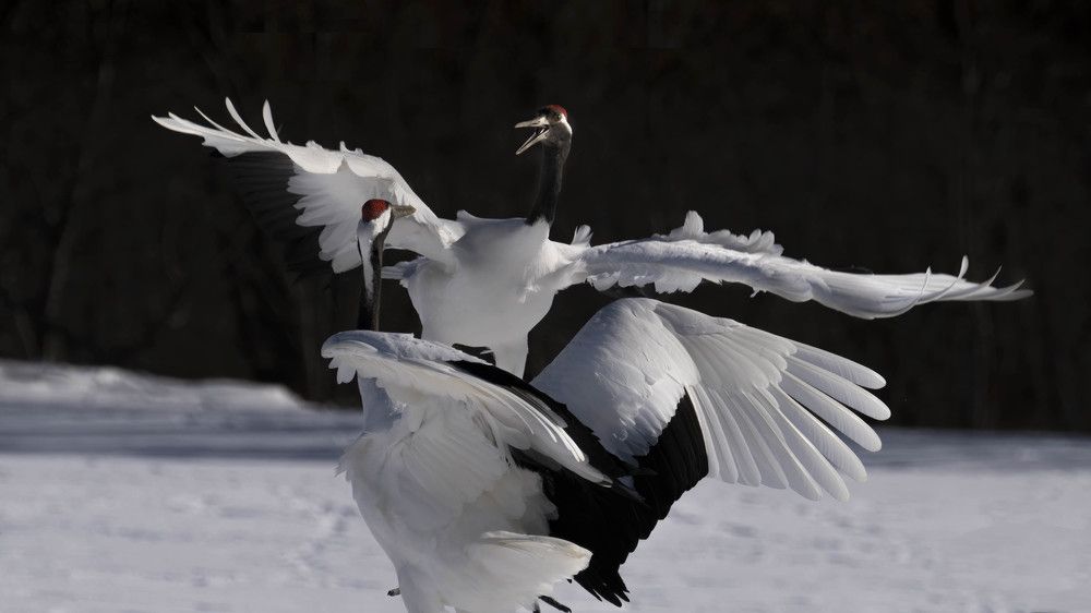 Photograph by Николай Мозгунов