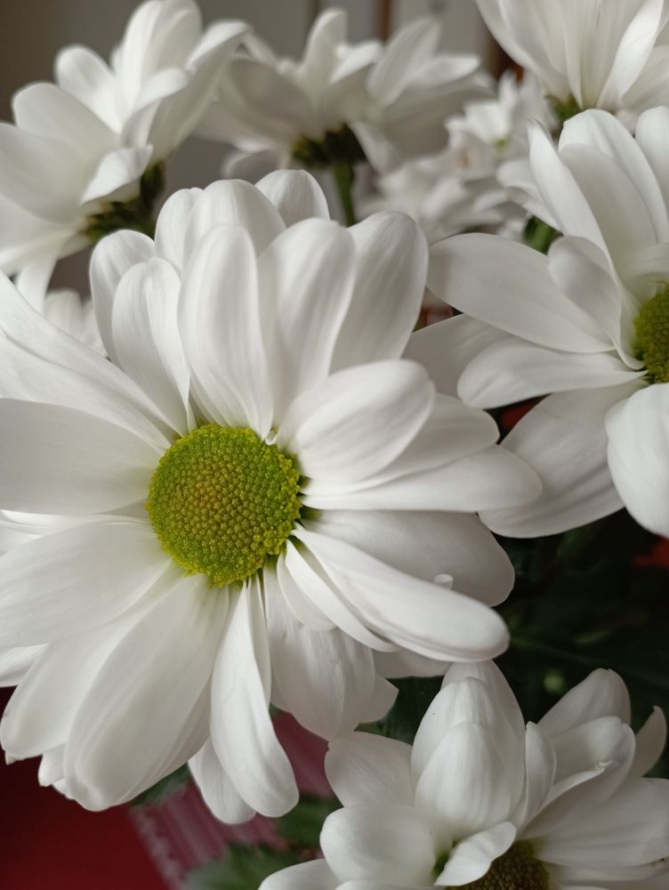 Photograph by Svetlana