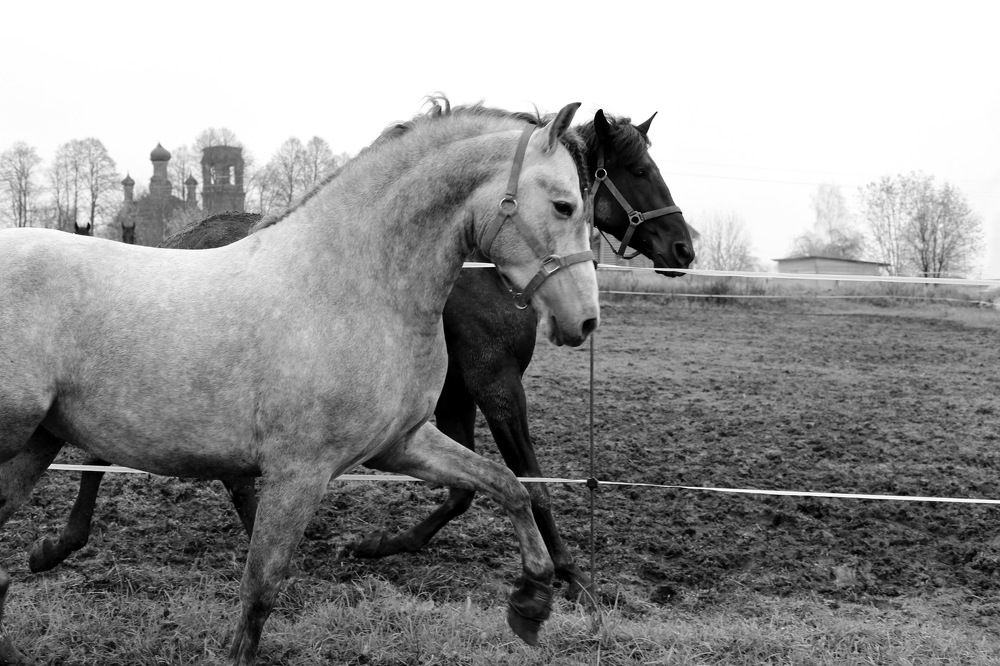 Фотография автора Julia Savelkina