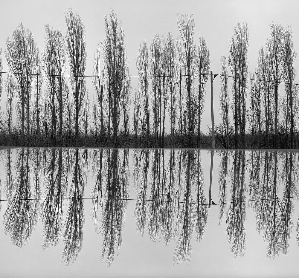 Photograph by پریسا