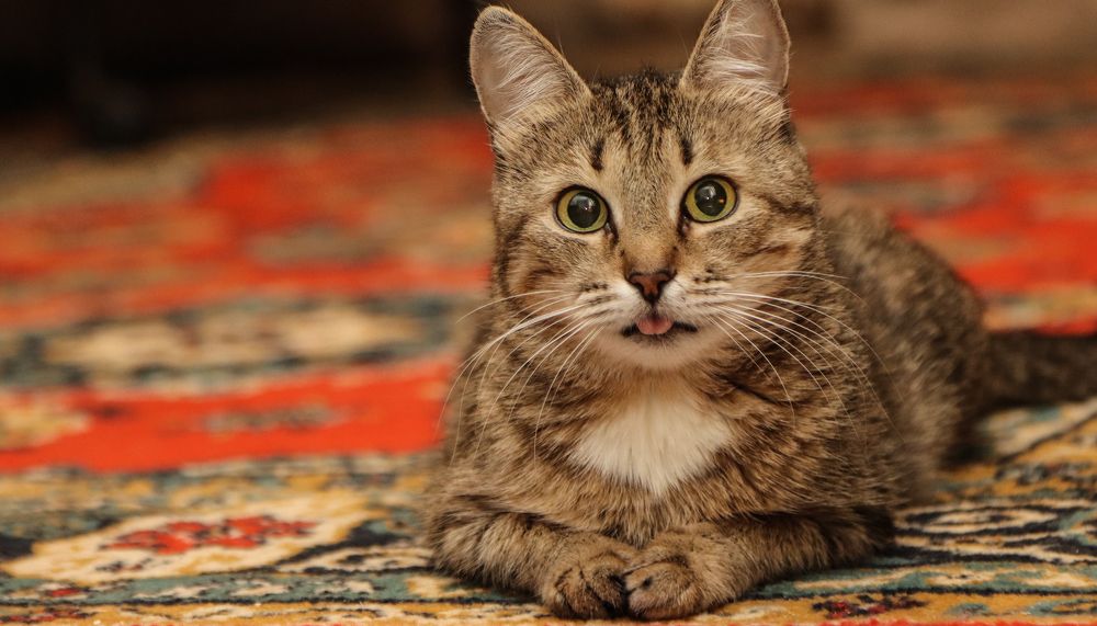 Очарование мое.