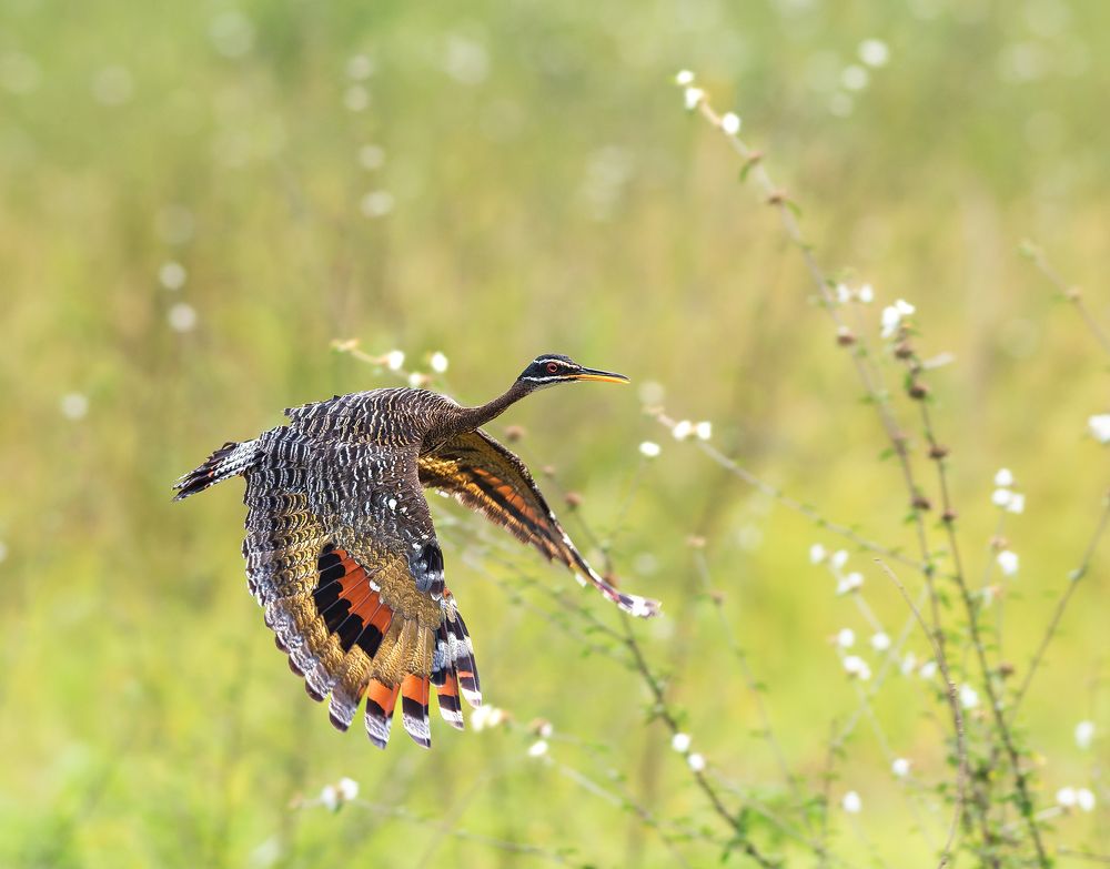 Photograph by Valdir Hobus