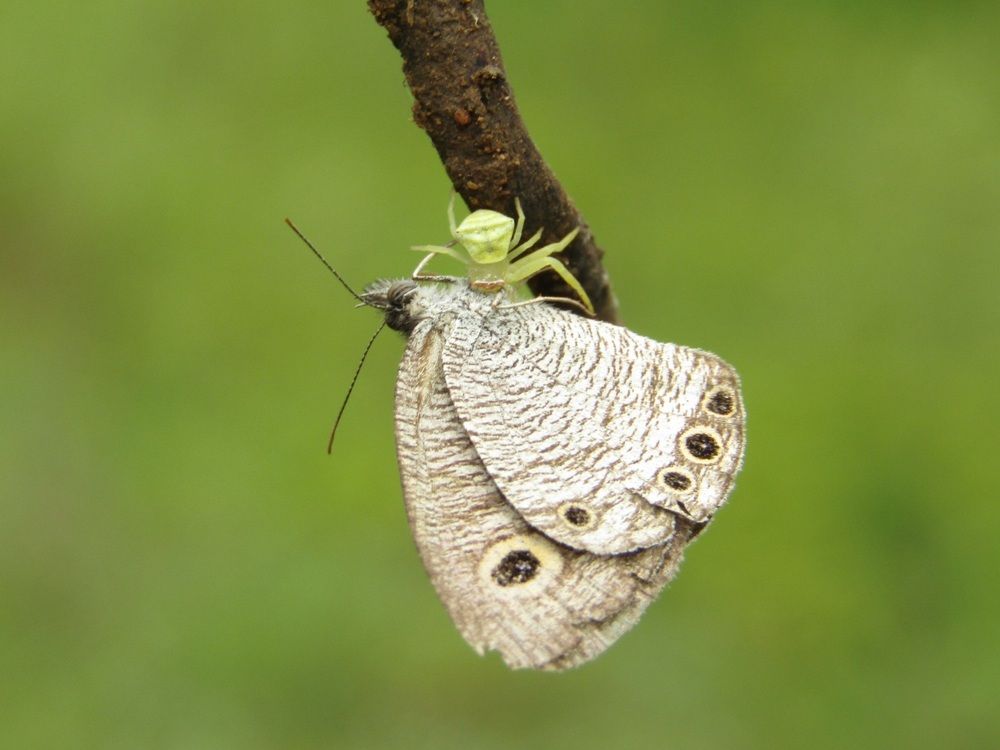Crab spider with butterfly kill