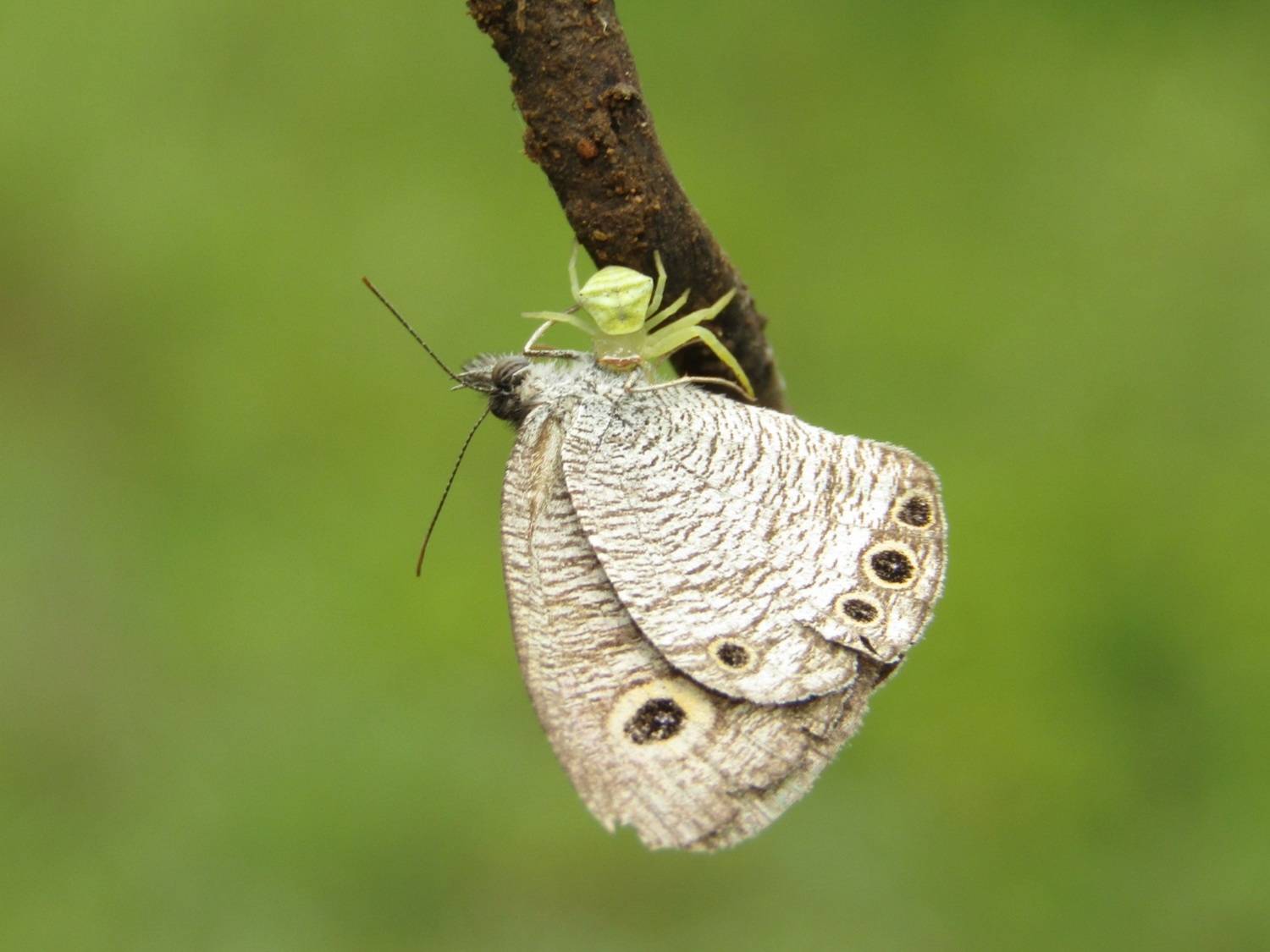 Crab spider with butterfly kill