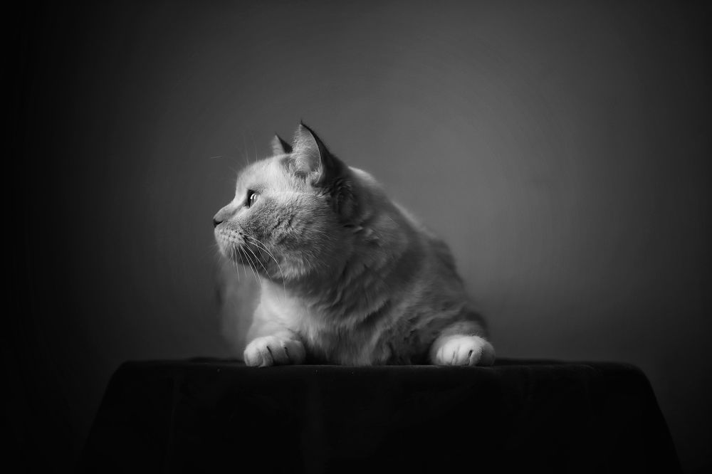 Photograph by Кира Бахвалова