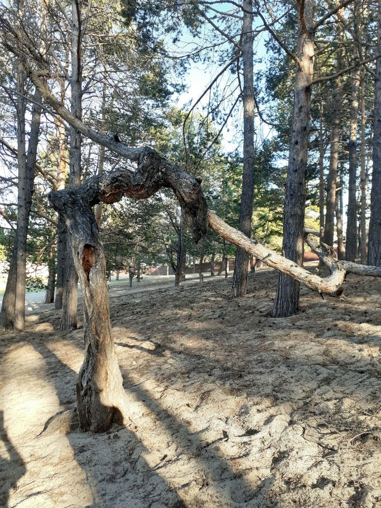 Photograph by Елена Борисовна