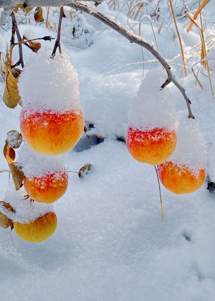 Фотография автора ГУЗАЛИЯ ГАНИЕВА
