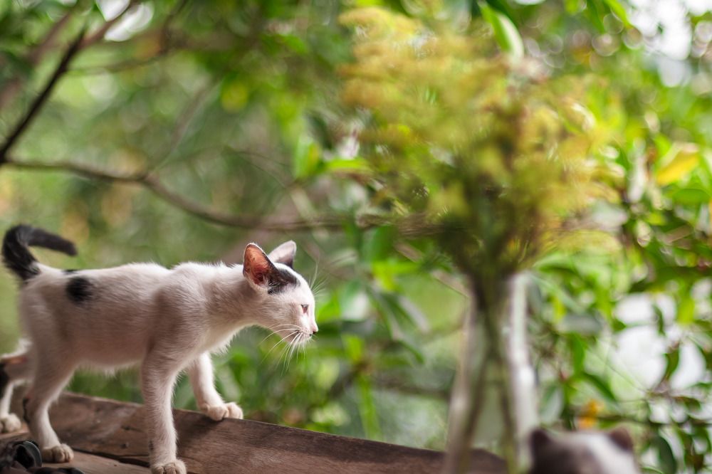 Фотография автора Andy Nguyen