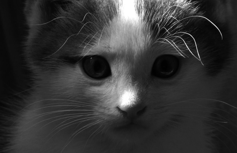Photograph by Юлия Гурова