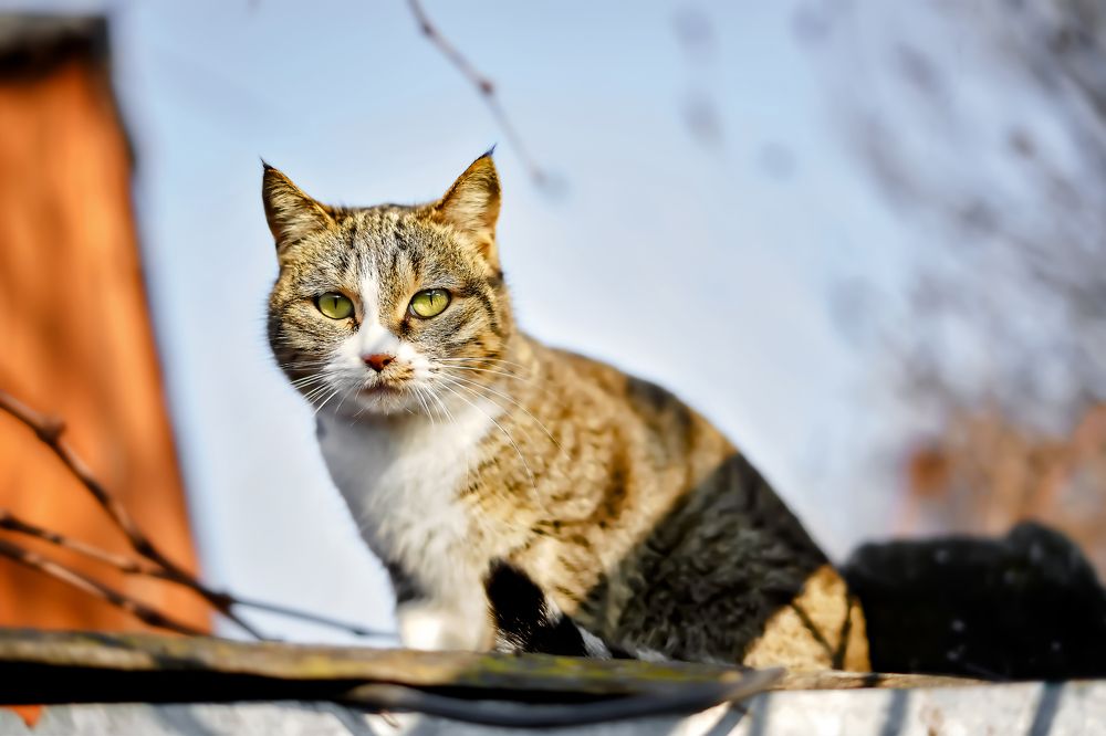 Photograph by Daşdəmir Məmmədov