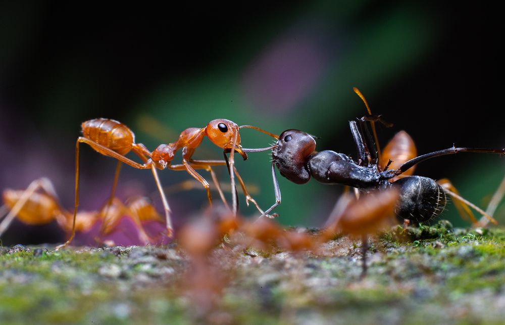 Фотография автора Laddu Sasindu Pramuditha De Silva