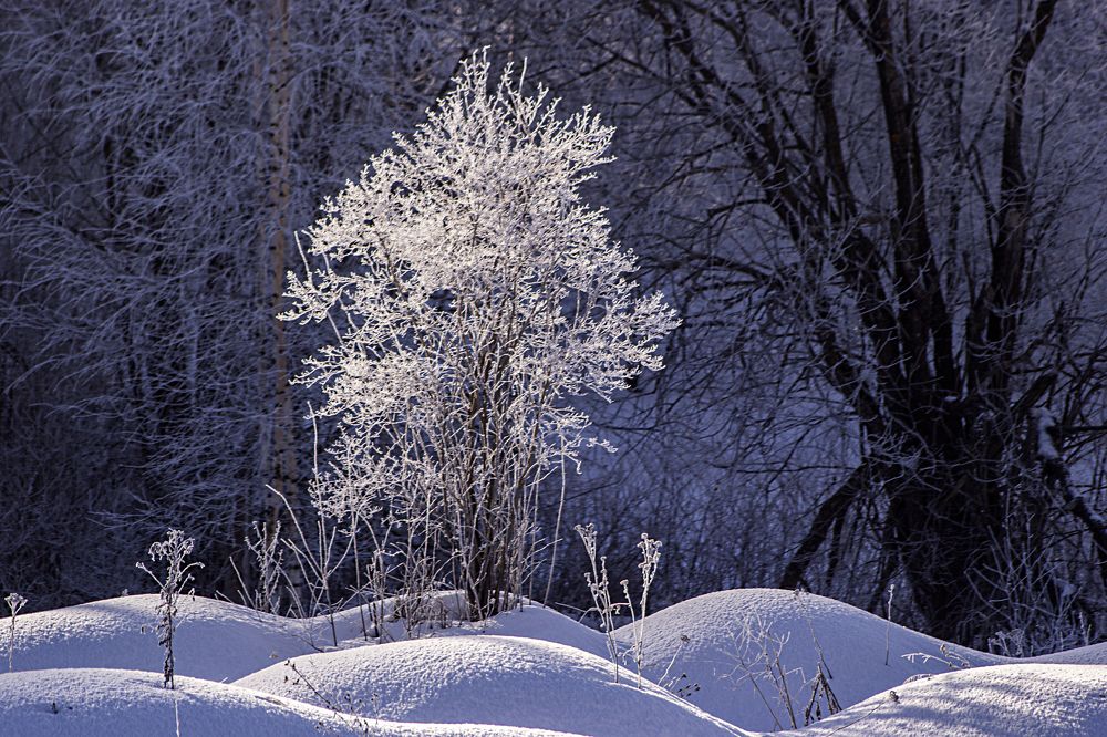 Хрустальный куст.