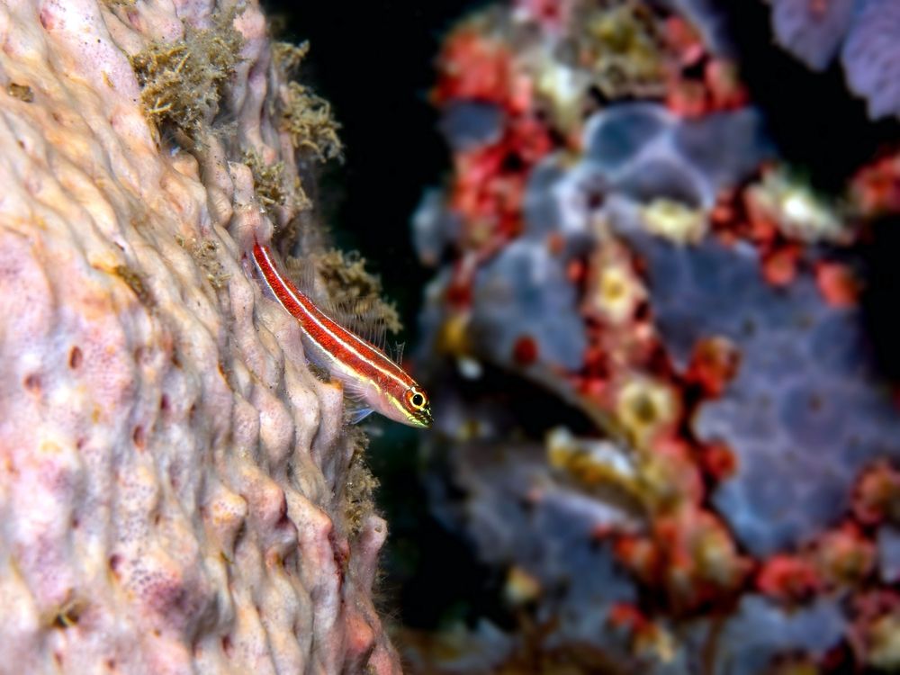 Photograph by Aldo Galante