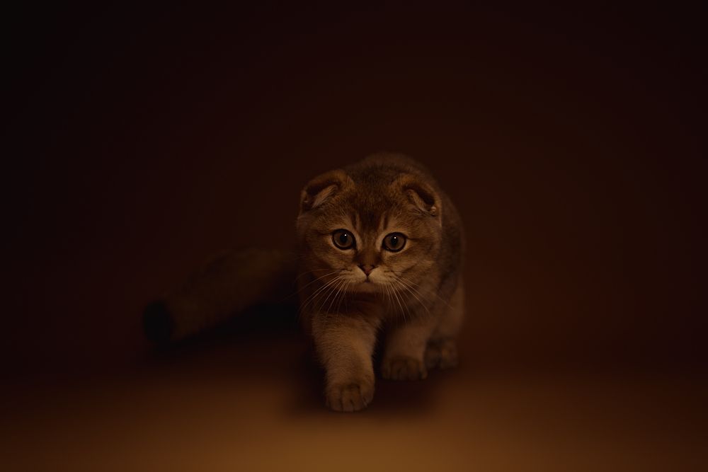 Photograph by Екатерина Ревина