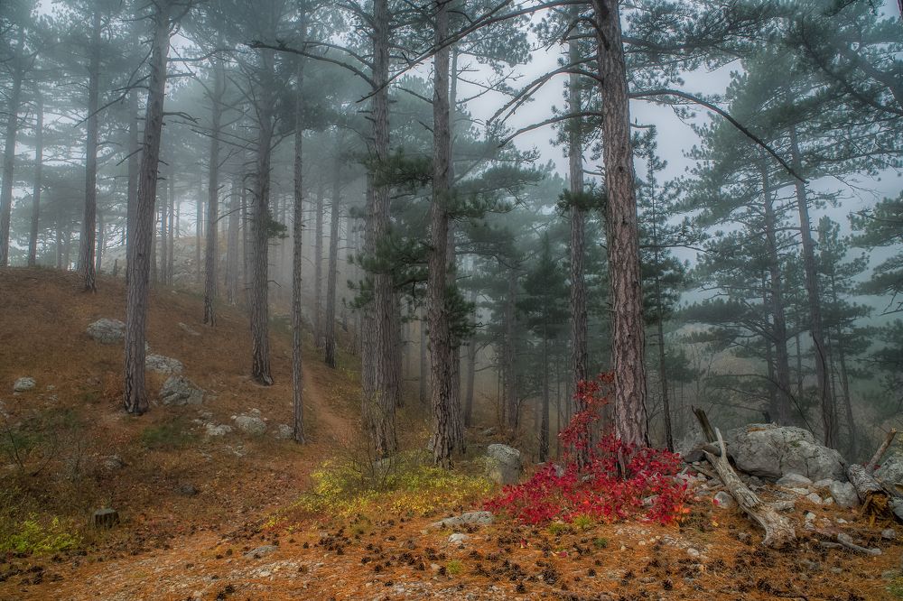 Photograph by Дмитренко Екатерина