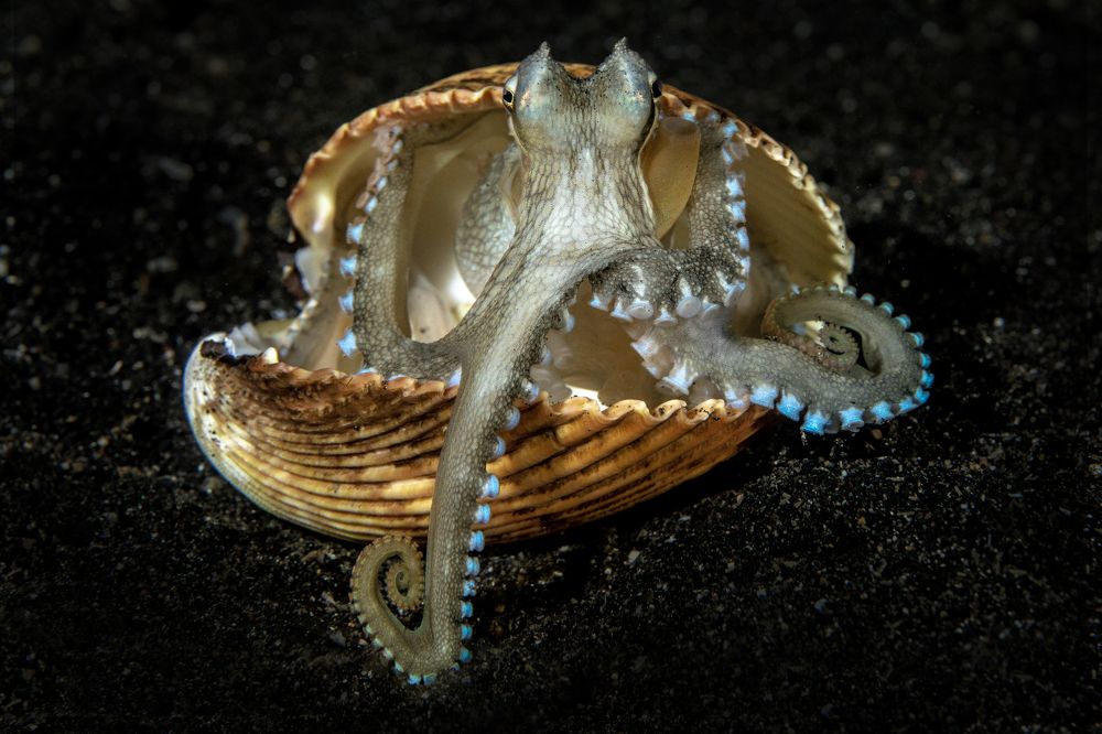 Octopus in the shell