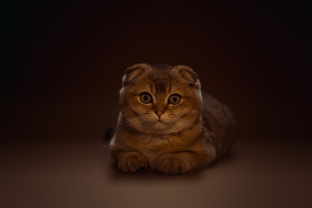 Photograph by Екатерина Ревина