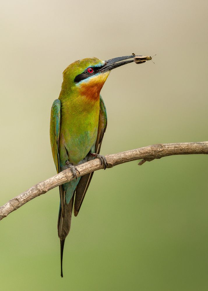 Фотография автора Mainak Halder