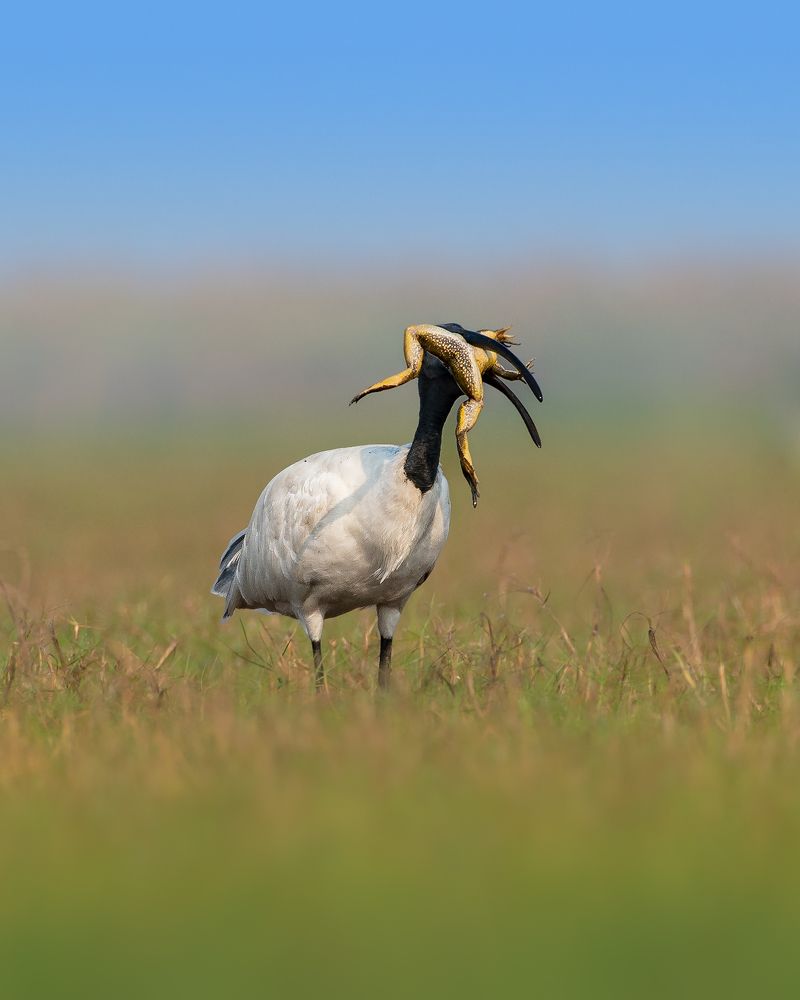 Фотография автора Mainak Halder