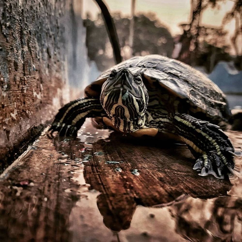 Фотография автора Pavan Kumar