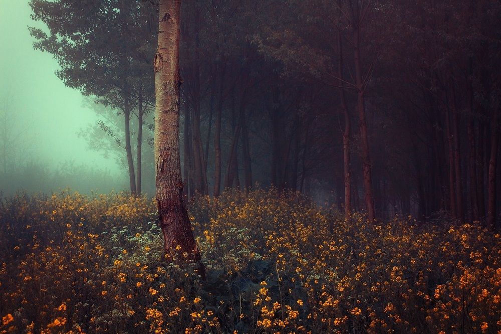 As The Fog Moves In..