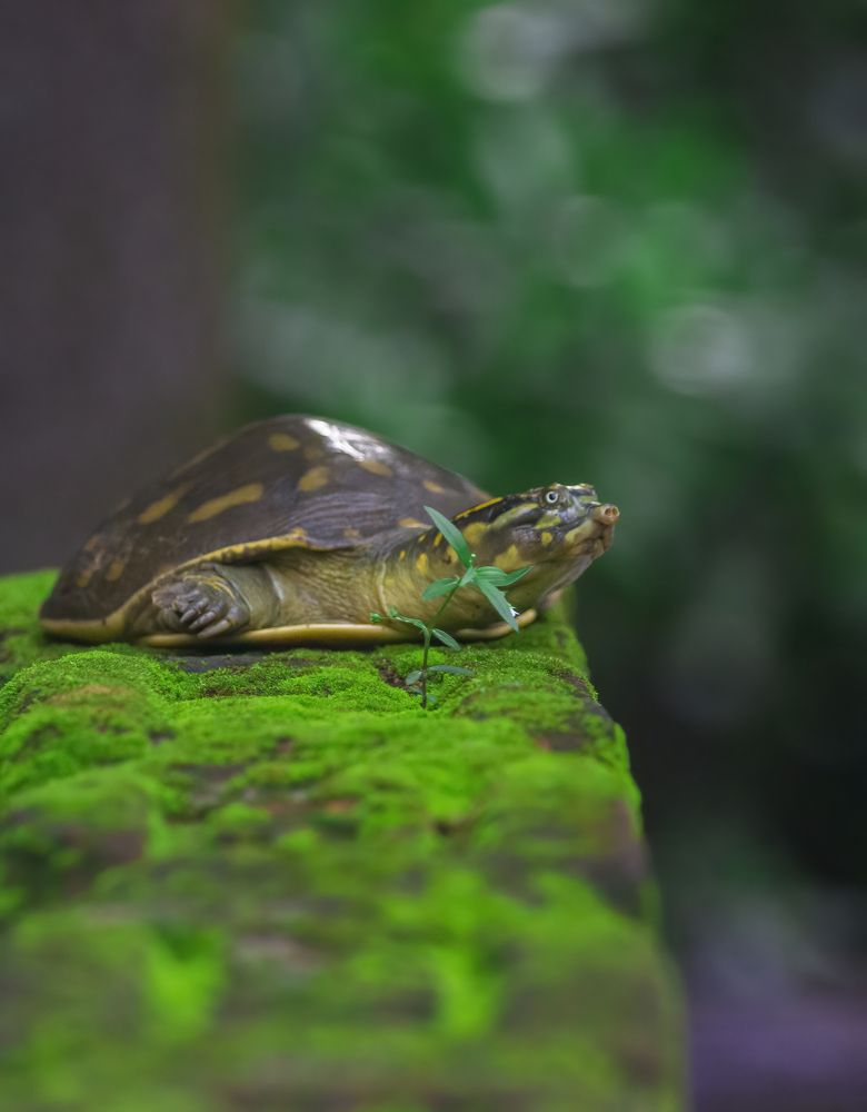 Photograph by Somenath Nandy