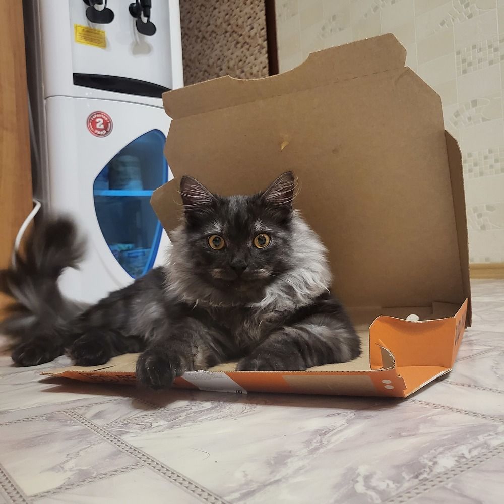 Photo #8854559