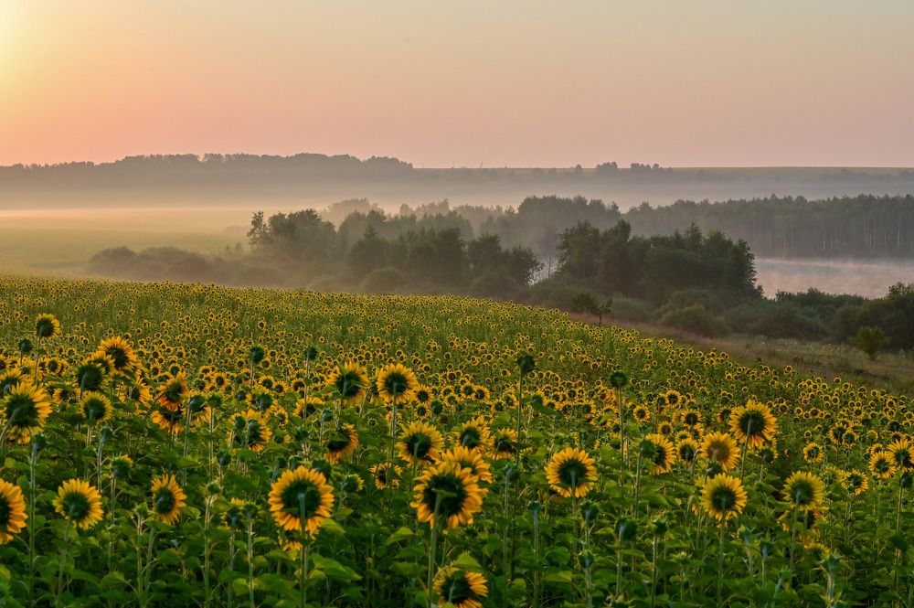 Равнение на солнце