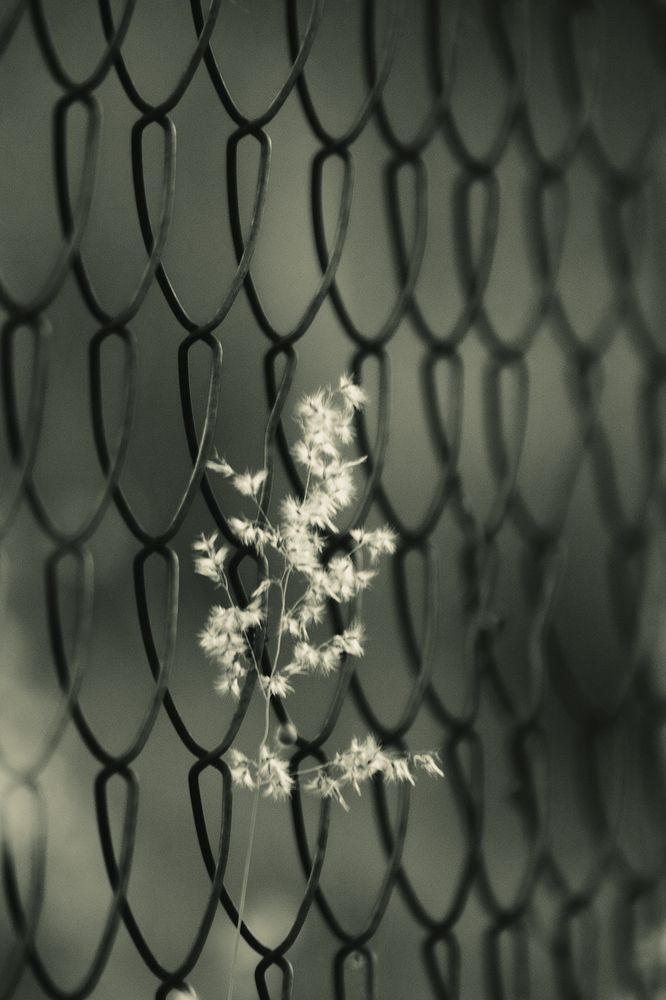 Photograph by Rumi S. Yada